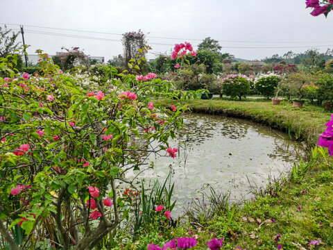 北部湾花卉小镇园林景观