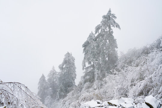 川西森林雪景大雪自然风光