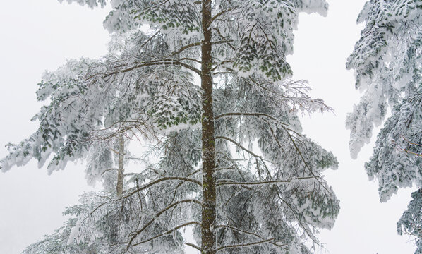 川西森林雪景大雪自然风光