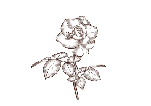 玫瑰花植物线条草图花卉手绘
