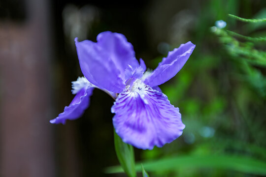 绩溪紫园兰花