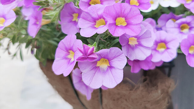 花紫黄