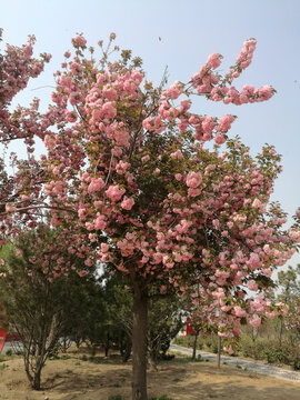 粉红樱花簇开满树