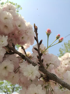 粉白樱花花团伴花蕾