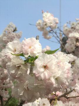 粉白樱花花团伴新芽