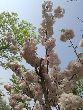 粉白樱花花团簇簇