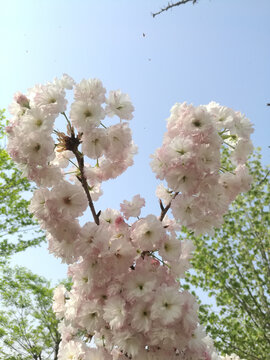 粉白樱花花团向阳开