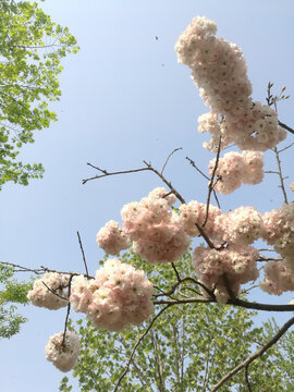 粉白樱花花团一簇簇