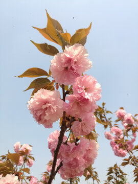 粉红樱花映着蓝天