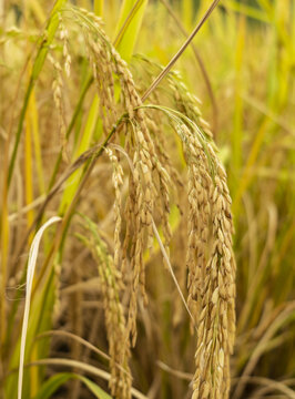 秋天稻田里成熟的稻穗