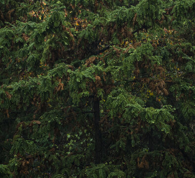 秋天雨后的杉木