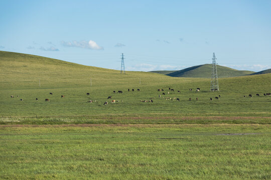 草原牧场牛群放牧