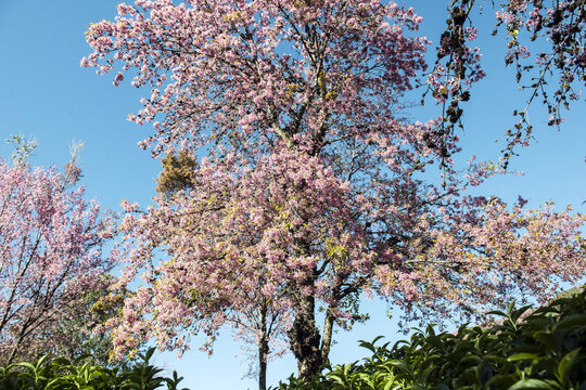 樱花谷