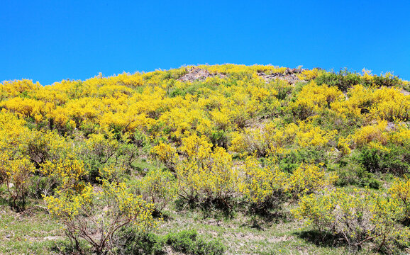 山花烂漫