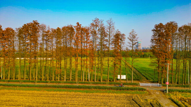 田野红杉