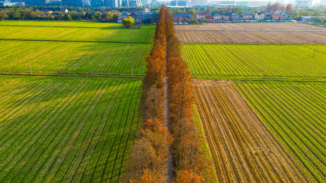 红杉乡村公路