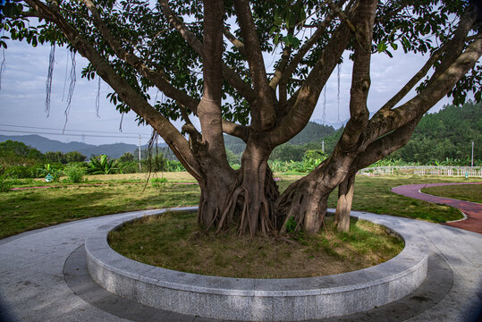 畲寨村口大榕树