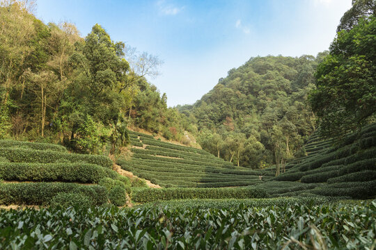 杭州九溪茶园