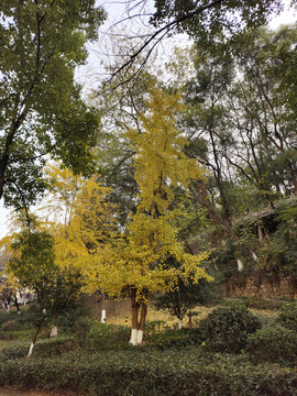 公园银杏树