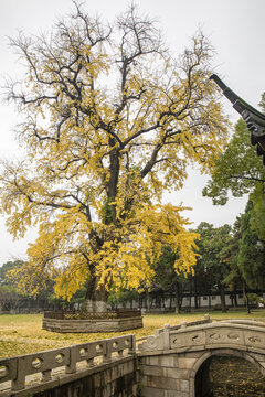 保圣寺千年银杏