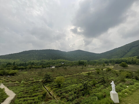 茶园茶山