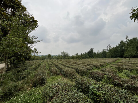 茶园茶山