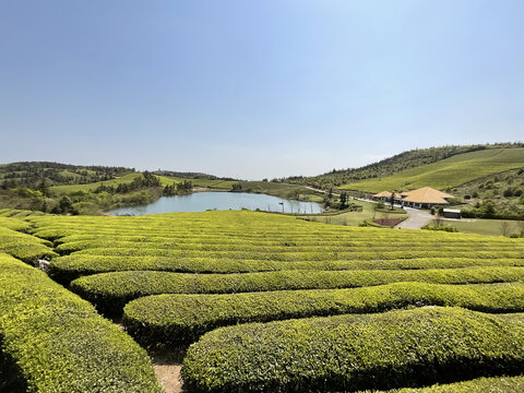 茶园茶山