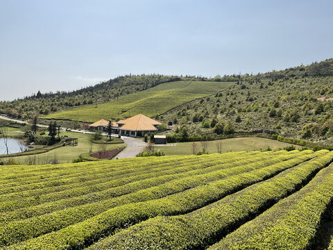 茶园茶山