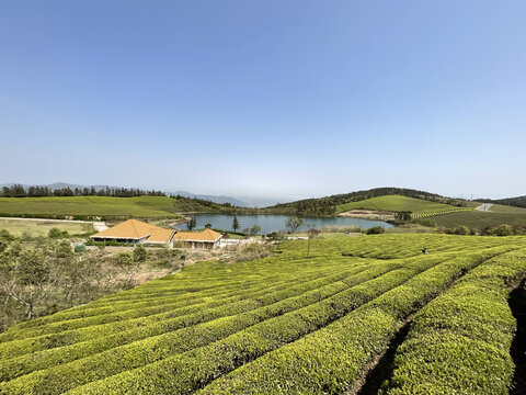 茶园茶山