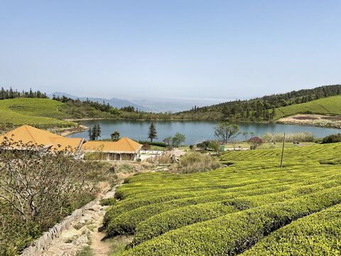 茶园茶山