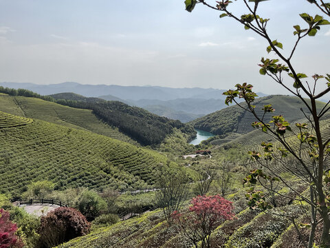 茶园茶山