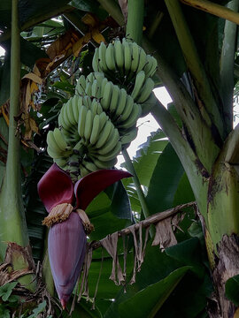 农家香蕉树