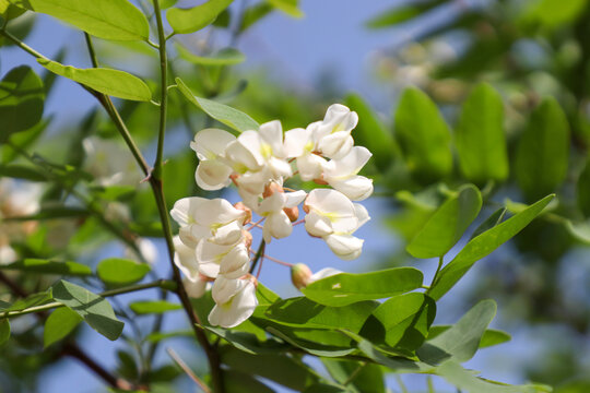 槐花