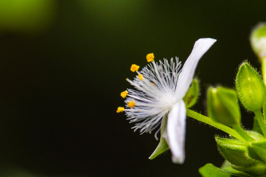 白花紫露