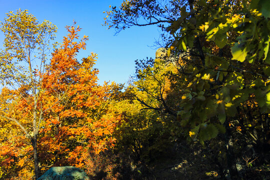 秋季多彩森林蓝天