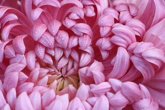 菊花微距摄影