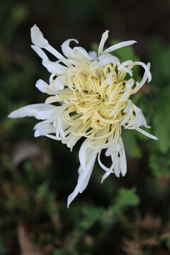 菊花摄影特写