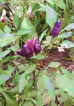 紫色尖椒