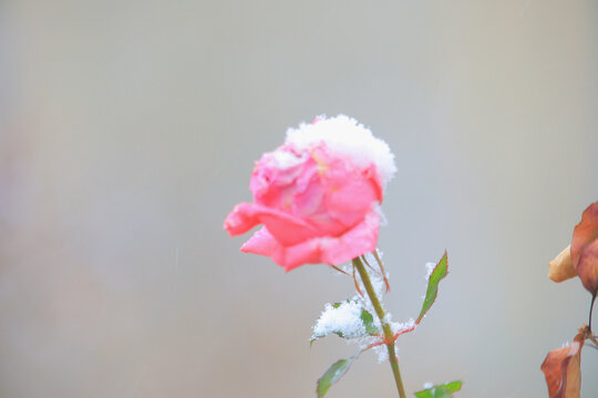 雪花月季玫瑰冬季