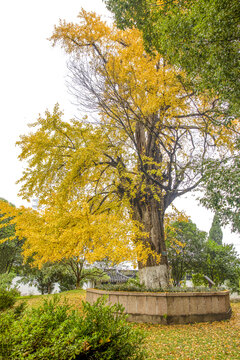 保圣寺千年银杏