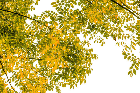 天空黄色树叶树林