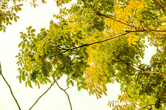 秋景树林树叶
