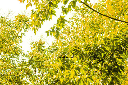 天空金色树林树叶