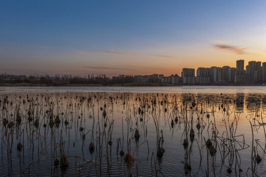 夕阳下的济南华山湖枯荷景色