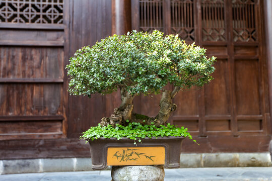 绩溪龙川盆景