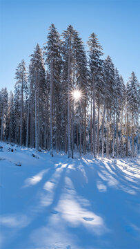 阳光穿过冰雪覆盖的树林