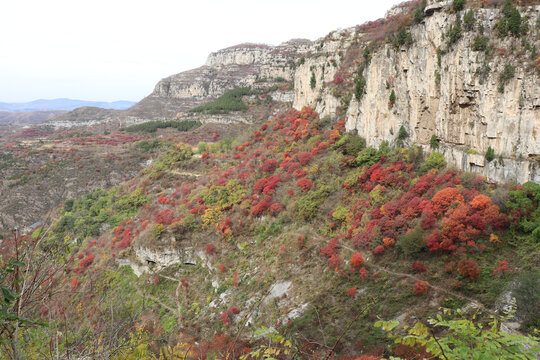 悬崖峭壁上的红叶
