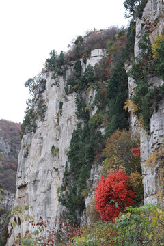 悬崖峭壁上的红叶