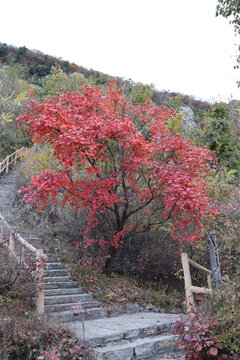 黄栌树红叶