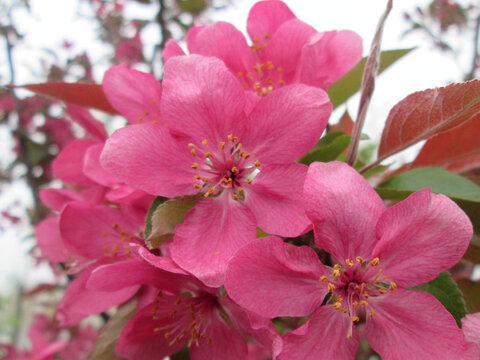 桃花盛开怒放桃花蕊